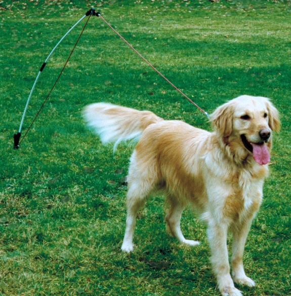 Clifford is ready to play!